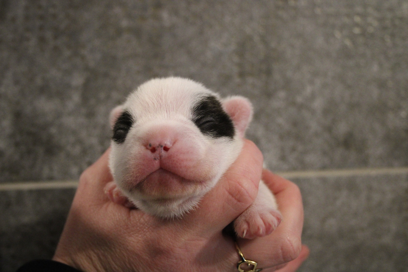 des Terres du Forez - Chiots disponibles - Bouledogue français