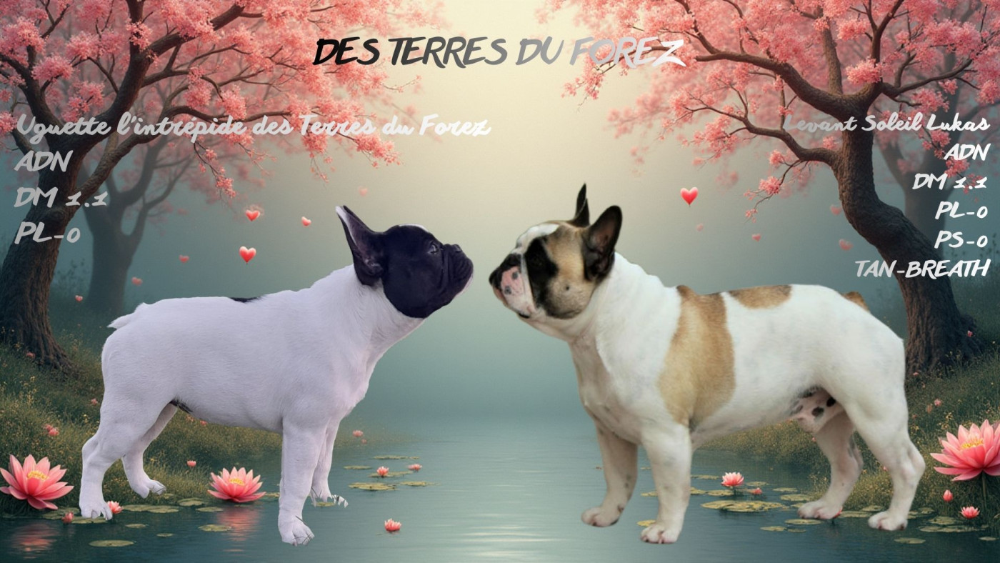 des Terres du Forez - Bouledogue français - Portée née le 21/12/2025